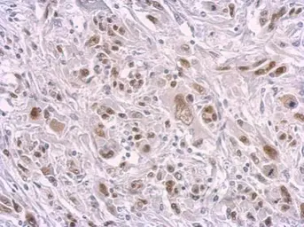 Anti-SAMHD1 antibody [GT954] used in IHC (Paraffin sections) (IHC-P). GTX628891