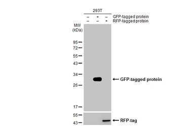 Anti-GFP antibody [GT7312] used in Western Blot (WB). GTX628894