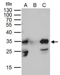 Anti-GFP antibody [GT7312] used in Immunoprecipitation (IP). GTX628894