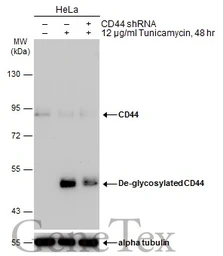 Anti-CD44 antibody [GT462] used in Western Blot (WB). GTX628895