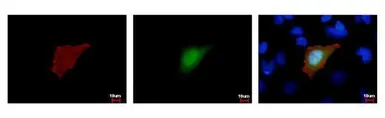 Anti-Strep epitope Tag antibody [GT517] used in Immunocytochemistry/ Immunofluorescence (ICC/IF). GTX628899