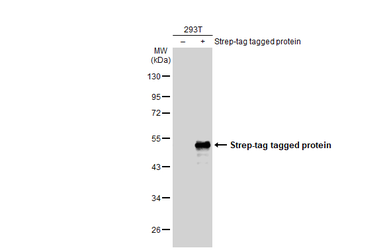 Anti-Strep epitope Tag antibody [GT517] used in Western Blot (WB). GTX628899