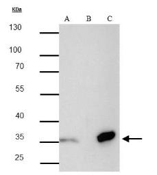 Anti-Strep epitope Tag antibody [GT661] used in Immunoprecipitation (IP). GTX628900