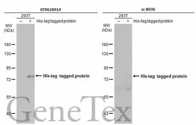 Anti-6X His tag antibody [GT359] used in Western Blot (WB). GTX628914