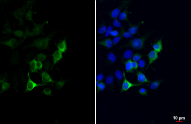 Anti-V5 tag antibody [GT1449] used in Immunocytochemistry/ Immunofluorescence (ICC/IF). GTX629069