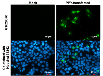 Anti-Pancreatic Polypeptide antibody [GT327] used in Immunocytochemistry/ Immunofluorescence (ICC/IF). GTX629070