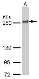 Anti-NuMA antibody [GT1510] used in Western Blot (WB). GTX629072