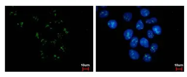 Anti-PAF49 antibody [GT635] used in Immunocytochemistry/ Immunofluorescence (ICC/IF). GTX629076