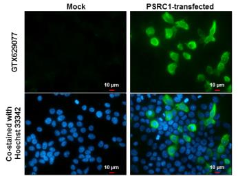 Anti-PSRC1 antibody [GT982] used in Immunocytochemistry/ Immunofluorescence (ICC/IF). GTX629077