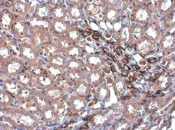 Anti-Transgelin antibody [GT4511] used in IHC (Paraffin sections) (IHC-P). GTX629078