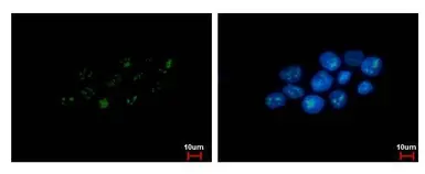 Anti-PAF49 antibody [GT1964] used in Immunocytochemistry/ Immunofluorescence (ICC/IF). GTX629115
