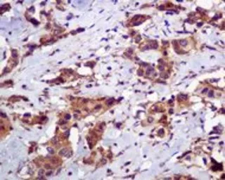 Anti-ATG12 antibody [EPR4800], C-term used in IHC (Paraffin sections) (IHC-P). GTX62935