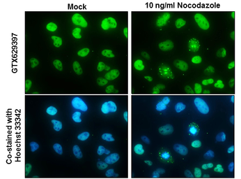 Anti-NuMA antibody [GT3611] used in Immunocytochemistry/ Immunofluorescence (ICC/IF). GTX629397