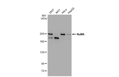 Anti-NuMA antibody [GT3611] used in Western Blot (WB). GTX629397