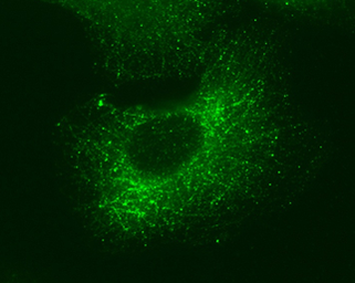 Anti-GEF-H1 antibody [GT336] used in Immunocytochemistry/ Immunofluorescence (ICC/IF). GTX629398