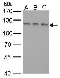 Anti-GEF-H1 antibody [GT336] used in Western Blot (WB). GTX629398