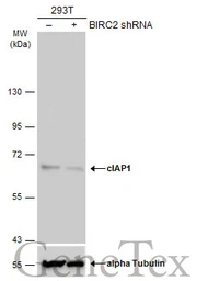 Anti-cIAP1 antibody [GT422] used in Western Blot (WB). GTX629402