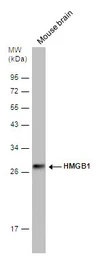 Anti-HMGB1 antibody [GT349] used in Western Blot (WB). GTX629403