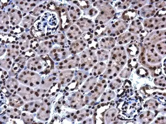 Anti-HMGB1 antibody [GT349] used in IHC (Paraffin sections) (IHC-P). GTX629403