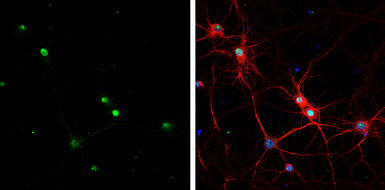 Anti-HMGB1 antibody [GT349] used in Immunocytochemistry/ Immunofluorescence (ICC/IF). GTX629403