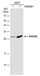 Anti-HMGB1 antibody [GT349] used in Western Blot (WB). GTX629403