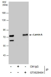 Anti-Lamin A + C antibody [GT9712] used in Immunoprecipitation (IP). GTX629404
