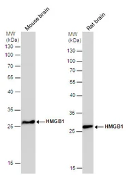 Anti-HMGB1 antibody [GT427] used in Western Blot (WB). GTX629445