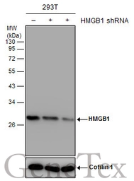 Anti-HMGB1 antibody [GT427] used in Western Blot (WB). GTX629445