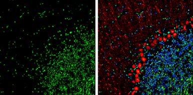Anti-HMGB1 antibody [GT427] used in IHC (Frozen sections) (IHC-Fr). GTX629445