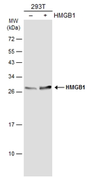 Anti-HMGB1 antibody [GT427] used in Western Blot (WB). GTX629445