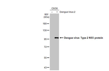 Anti-Dengue virus NS5 protein antibody [GT361] used in Western Blot (WB). GTX629447