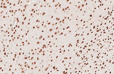Anti-5-Methylcytosine / 5-mC antibody [GT4111] used in IHC (Paraffin sections) (IHC-P). GTX629448