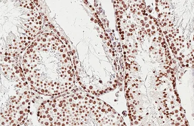 Anti-5-Methylcytosine / 5-mC antibody [GT4111] used in IHC (Paraffin sections) (IHC-P). GTX629448