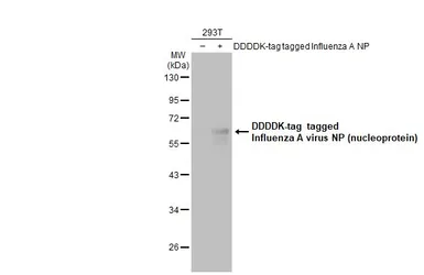 Anti-Influenza A virus Nucleoprotein antibody [GT778] used in Western Blot (WB). GTX629544