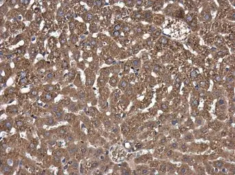 Anti-Fatty Acid Synthase antibody [GT237] used in IHC (Paraffin sections) (IHC-P). GTX629628