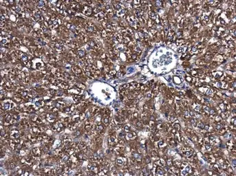 Anti-Fatty Acid Synthase antibody [GT237] used in IHC (Paraffin sections) (IHC-P). GTX629628
