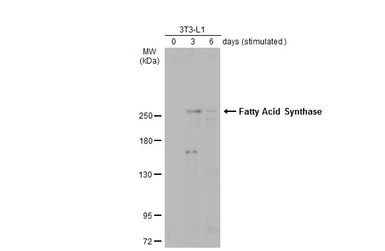 Anti-Fatty Acid Synthase antibody [GT237] used in Western Blot (WB). GTX629628