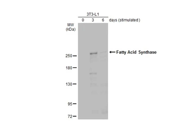 Anti-Fatty Acid Synthase antibody [GT325] used in Western Blot (WB). GTX629629