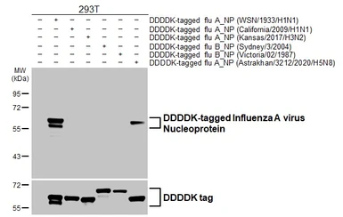 Anti-Influenza A virus Nucleoprotein antibody [GT1236] used in Western Blot (WB). GTX629633