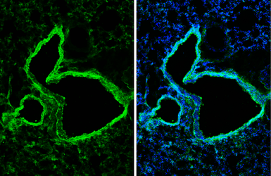 Anti-E-Cadherin antibody [GT477] used in IHC (Frozen sections) (IHC-Fr). GTX629691
