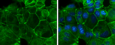 Anti-E-Cadherin antibody [GT358] used in Immunocytochemistry/ Immunofluorescence (ICC/IF). GTX629694