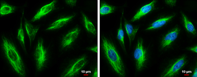 Anti-Vimentin antibody [GT7812] used in Immunocytochemistry/ Immunofluorescence (ICC/IF). GTX629743