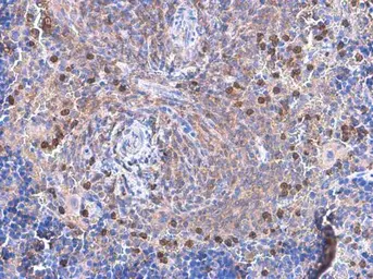 Anti-VAV1 antibody [GT557] used in IHC (Paraffin sections) (IHC-P). GTX629749