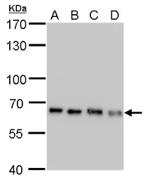 Anti-Nucleoporin p62 antibody [GT252] used in Western Blot (WB). GTX629763