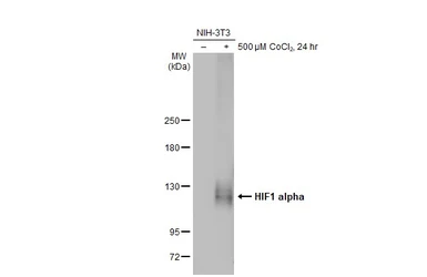 Anti-HIF1 alpha antibody [GT122] used in Western Blot (WB). GTX629766