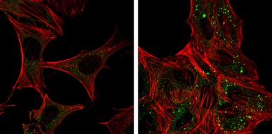 Anti-ATG12 antibody [GT166] used in Immunocytochemistry/ Immunofluorescence (ICC/IF). GTX629815