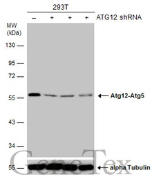 Anti-ATG12 antibody [GT166] used in Western Blot (WB). GTX629815