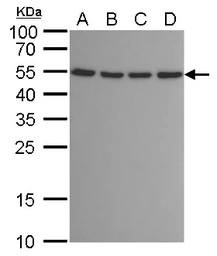 Anti-ATG12 antibody [GT166] used in Western Blot (WB). GTX629815