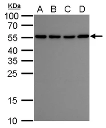 Anti-ATG12 antibody [GT948] used in Western Blot (WB). GTX629816