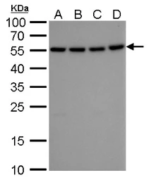 Anti-ATG12 antibody [GT9411] used in Western Blot (WB). GTX629817